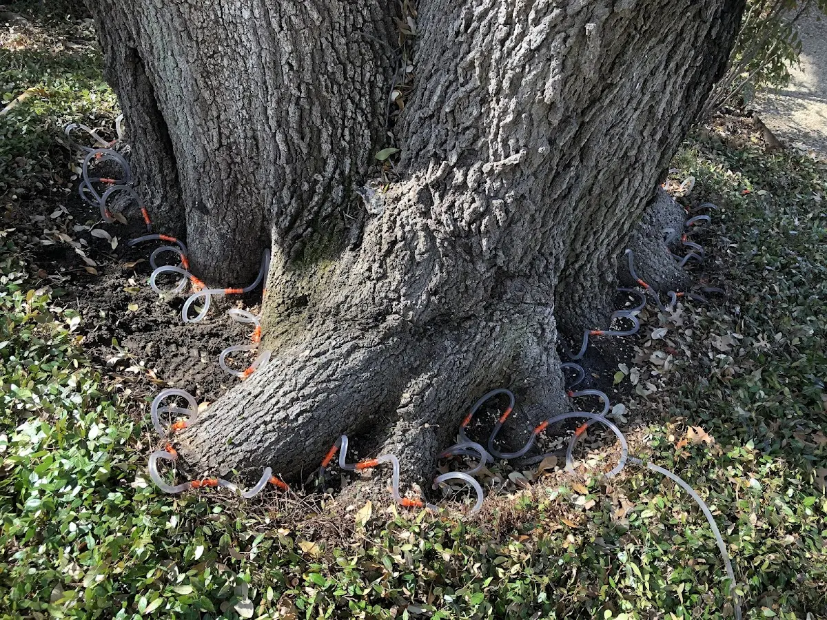 Detailed Tree Cabling and Bracing job site in Bernard