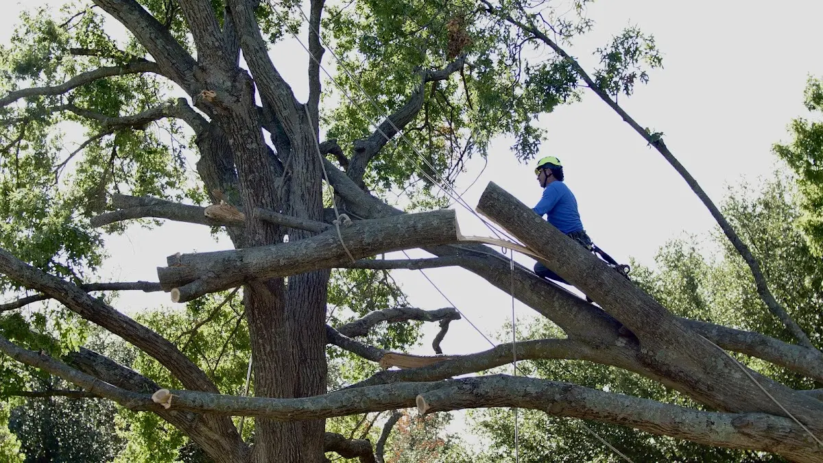 Professional Hazardous Tree Removal performed by certified arborists in Bernard