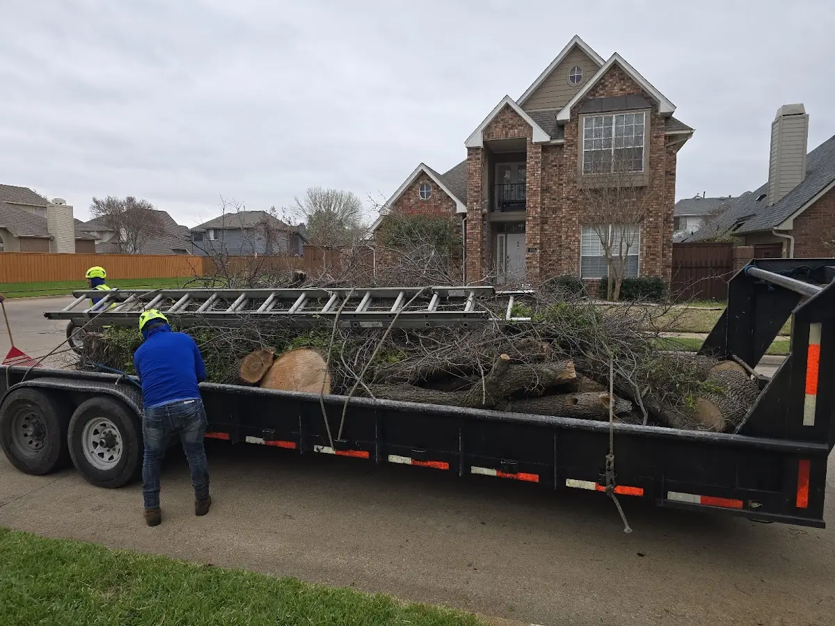 Expert Tree Removal with proper safety equipment in Bernard